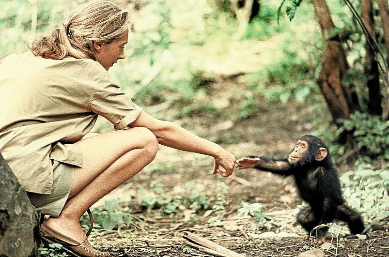 Una joven Jane 'saluda' al pequeño Flint en una icónica foto tomada en 1964 que cambió la manera en que entendemos el mundo animal.
