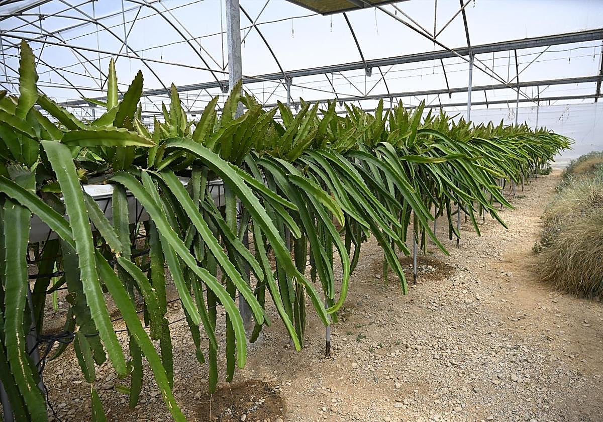 Un cultivo de pitaya en la Estación Experimental Cajamar 'Las Palmerillas' en El Ejido (Almería)