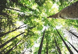 En un paso significativo hacia una producción más sostenible