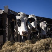 Bruselas propone un escudo para proteger a los agricultores europeos ante el acuerdo con Mercosur