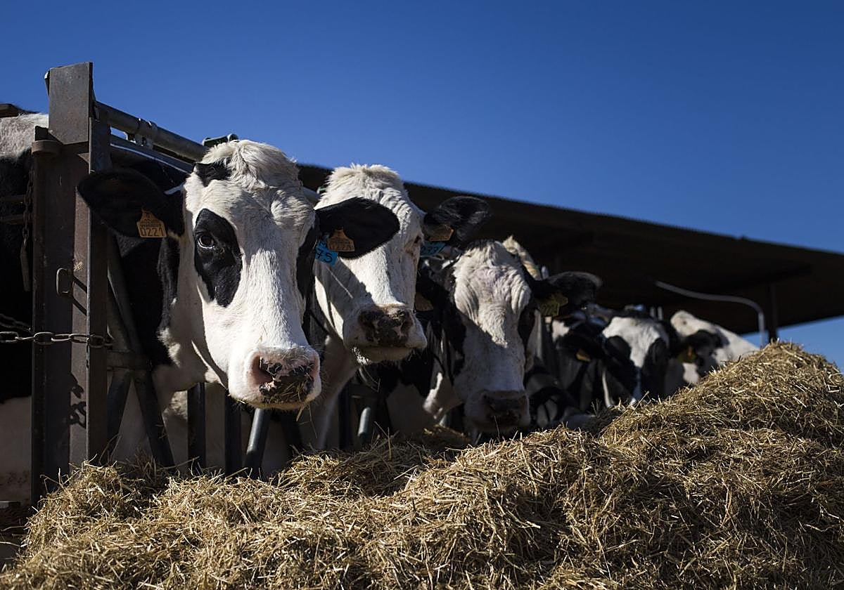 Bruselas propone un escudo para proteger a los agricultores europeos ante el acuerdo con Mercosur
