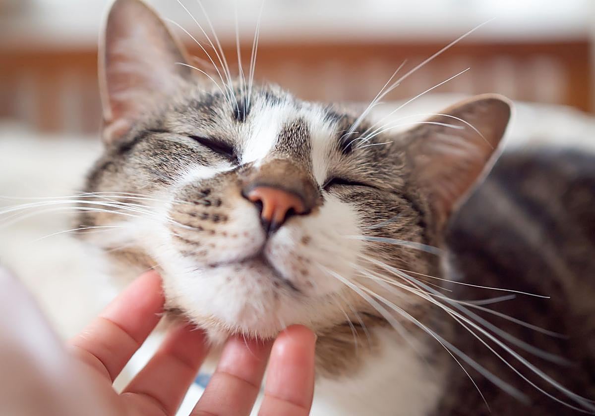 Acariciar un gato y otros 3 gestos que te dan un subidón natural