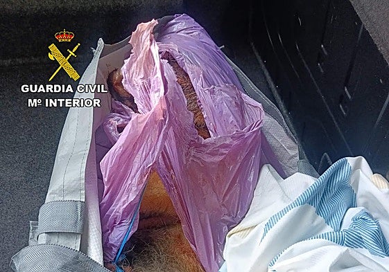 Denunciados dos hombres por matar a palos a un perro