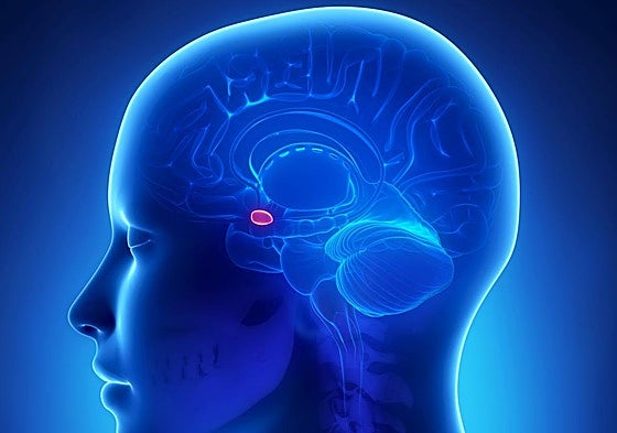 Así funciona el 'misterioso' radar del peligro que todos tenemos en la cabeza