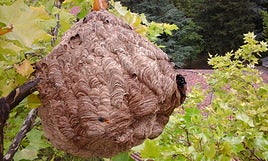 El nido de las avispas asiáticas puede alcanzar el tamaño de un balón de Nivea.