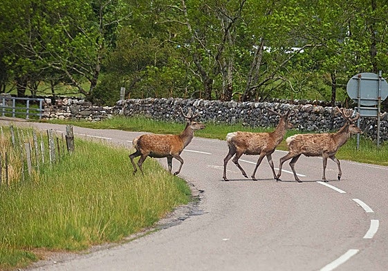 La presencia de animales silvestres en las carreteras nos exige saber actuar en milésimas de segundo