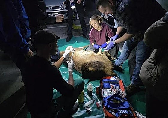 Veterinarios durante el operativo.