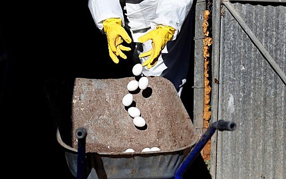 Las exportaciones de huevos españoles caen un 10% hasta agosto
