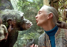 La primatóloga Jane Goodall estudió el comportamiento de los chimpancés, que también se besan.