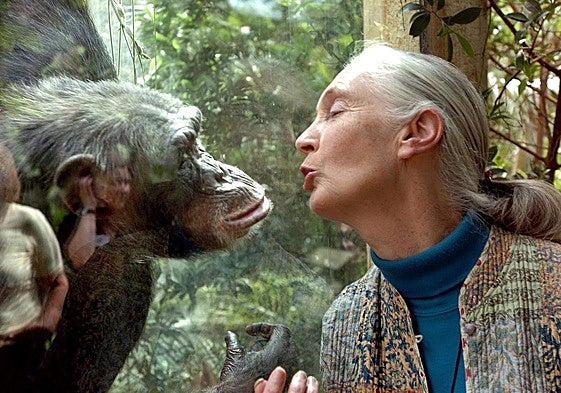 La primatóloga Jane Goodall estudió el comportamiento de los chimpancés, que también se besan.