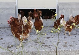 Gallinas en una granja ecológica de Bilbao.