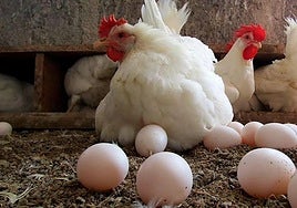 Una gallina ponedora.