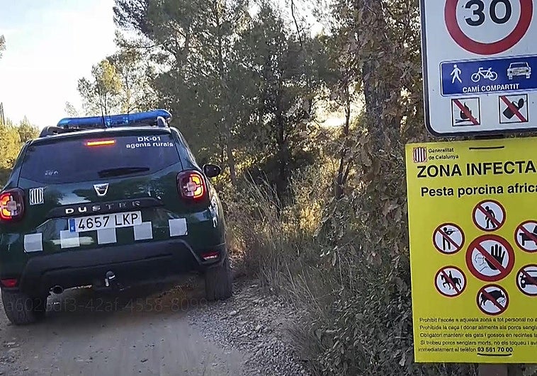 La UME se sumará al cerco a los jabalíes infectados de peste porcina