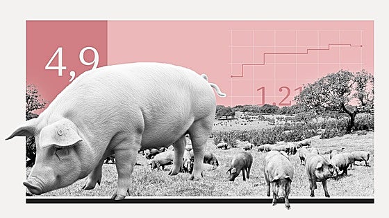 La crisis porcina provocará un desplome de los precios de la carne si el virus llega a las granjas