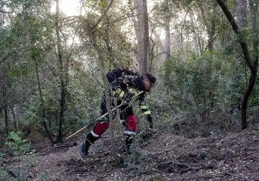 El Govern afirma que la gran mayoría de los 50 jabalíes hallados muertos han dado negativo de peste porcina