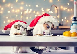 «Media tableta de chocolate puede matar a un perro de tres kilos»