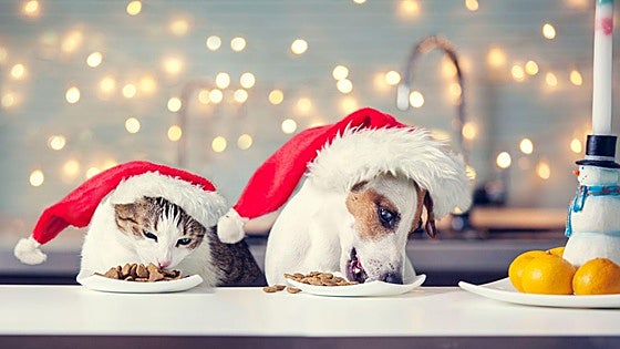 «Media tableta de chocolate puede matar a un perro de tres kilos»