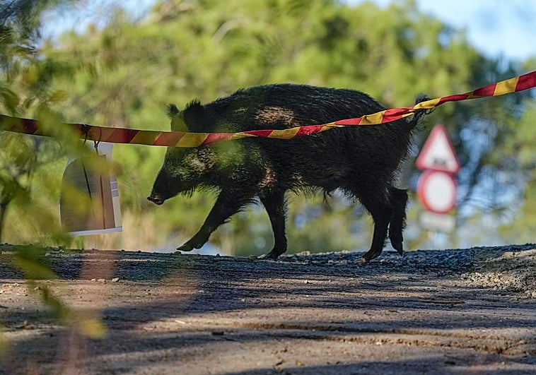 Las autoridades confirman tres nuevos casos positivos de peste porcina en Barcelona, hasta un total de 16