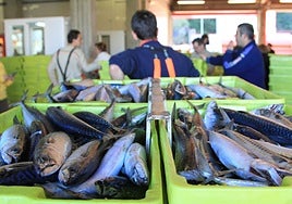 La UE acuerda un recorte provisional del 73% en la pesca del verdel para la primera mitad de 2026