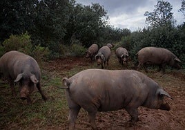 Cerdos en una finca de Ronda.