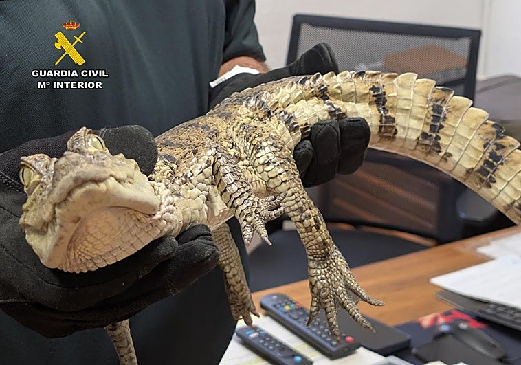 Identificados dos hombres que liberaron un caimán yacaré en el pantano de Almansa