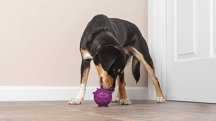 Mantén a tu perro activo y entretenido con estos juguetes interactivos