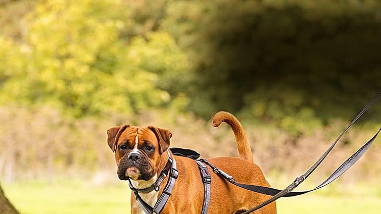 Estas correas antitirones para perros son perfectas adiaestramientos y paseos sin sobresaltos