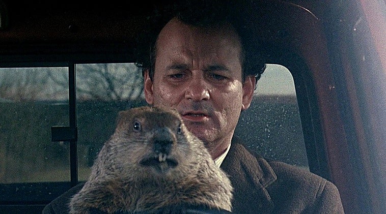 Feliz marmota