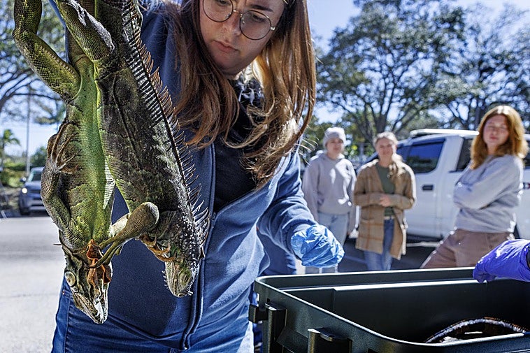 Miles de iguanas se congelan en Florida.