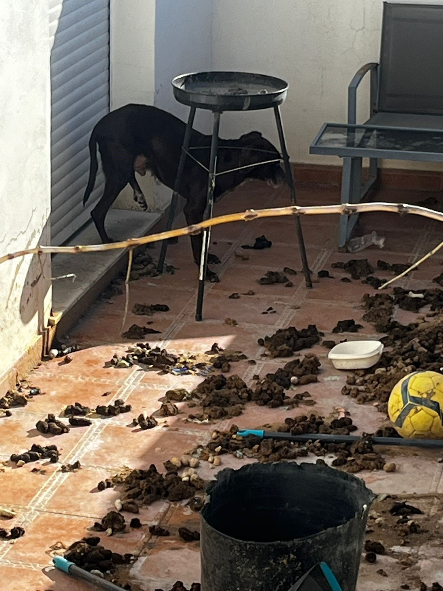 Uno de los perros, rodeado por la inmundicia en la terraza.