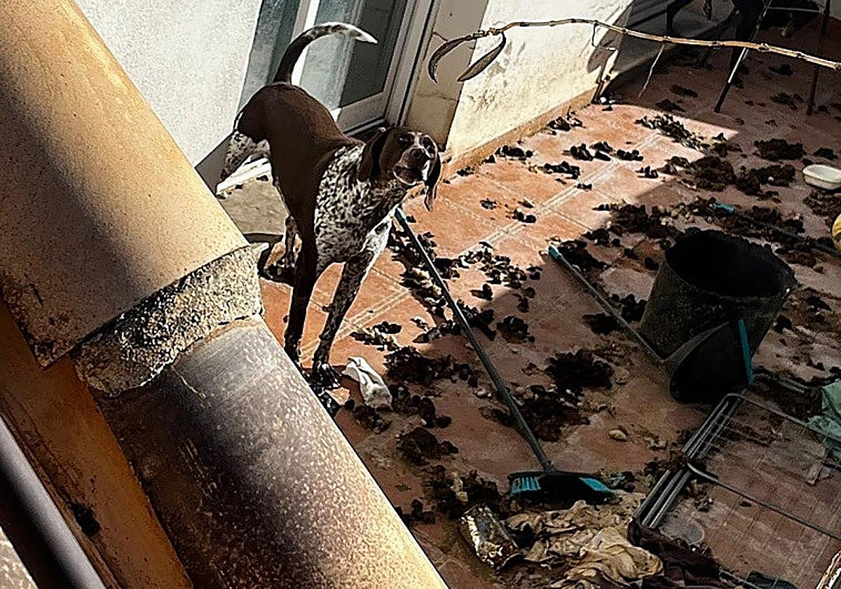 Uno de los perros, encarrado en la casa de Real de Gandia con la terraza repleta de excrementos y basura.