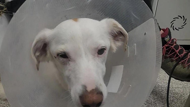 Condenado a pagar 2.500 euros por lanzar ácido a un perro en Alicante