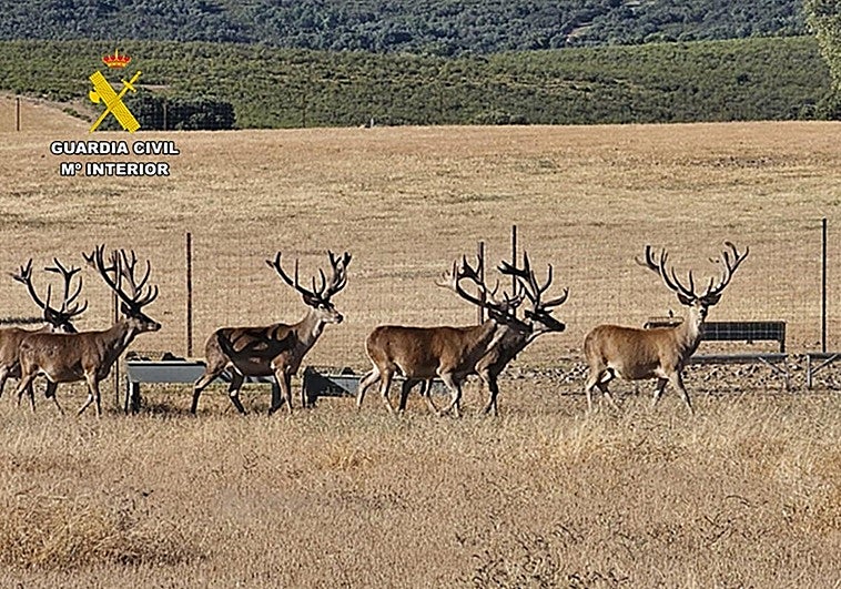 Detenidos en Ciudad Real dos cazadores furtivos por abatir dos ciervos de 240.000 euros