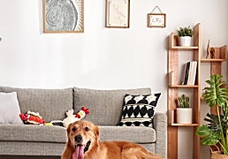 Estas camas viscoelásticas para perros cuidarán su descanso y aliviarán su presión articular