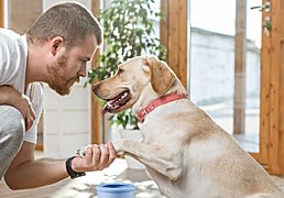 Olvídate de huellas molestas con estos limpiadores de patas portátiles para perros