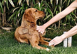Mantén el pelaje de tu perro y gato limpio y libre de malos olores con estos champús en seco