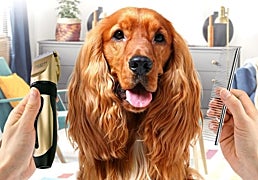 No te pierdas estos kits para cortar el pelo de tu perro en casa
