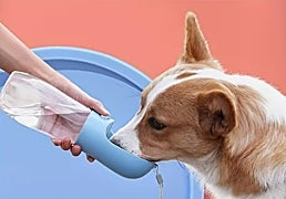 Los mejores bebederos de viaje con botella integrada para perros