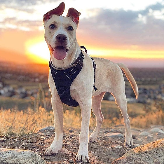 Si paseas perros grandes o medianos, hazte con uno de estos arneses antitirones