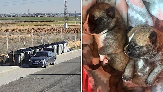 Detenidas dos personas en Albacete por abandonar a tres cachorros de perro arrojándolos a un contenedor de basuras