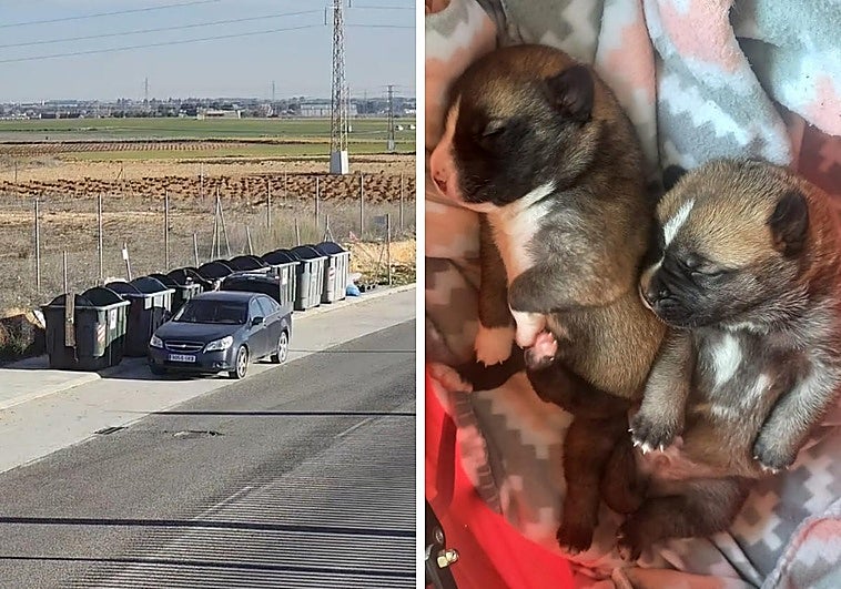 Detenidas dos personas en Albacete por abandonar a tres cachorros de perro arrojándolos a un contenedor de basuras