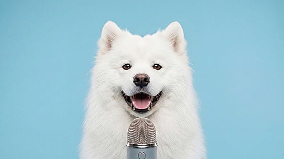 ¿Tiene tu perro algo que decirte? Cómo funcionan (y cómo no) los botones para «hacer hablar» a las mascotas
