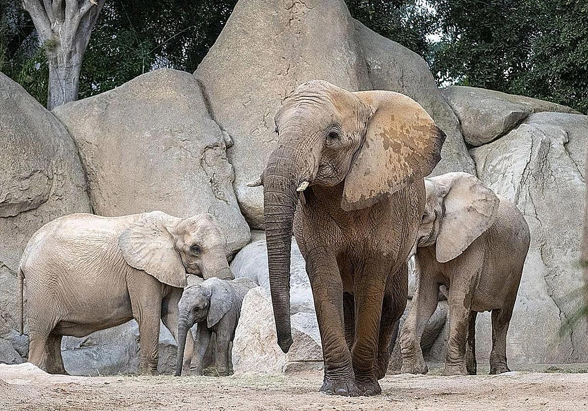 Muere Miri, una de las elefantas del Bioparc Valencia, tras un trágico accidente en el parque