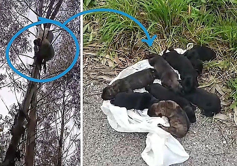 Encuentra a ocho cachorros en una bolsa colgando de un árbol a punto de asfixiarse en Cantabria