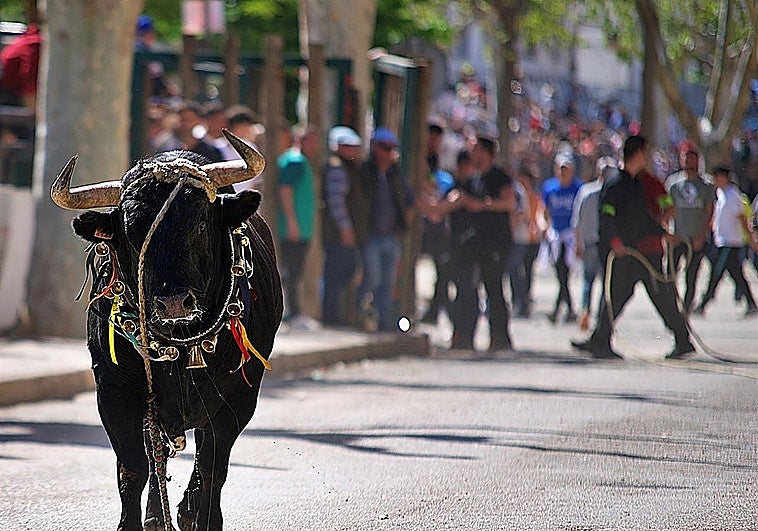 Muere una persona tras ser corneada por un toro en Jaén