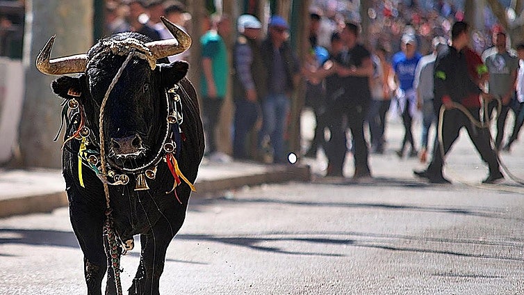 Muere el ganadero Santiago Barrero corneado por un toro en Jaén