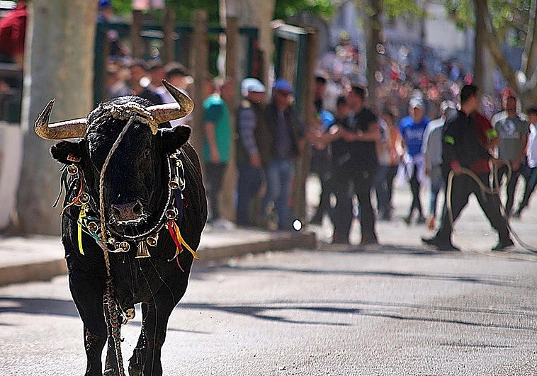 Muere una persona tras ser corneada por un toro en Jaén