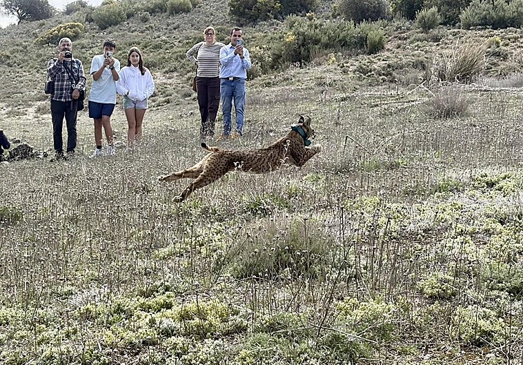 Un lince se pasea por un pueblo de Toledo acabando con buena parte de sus gatos callejeros