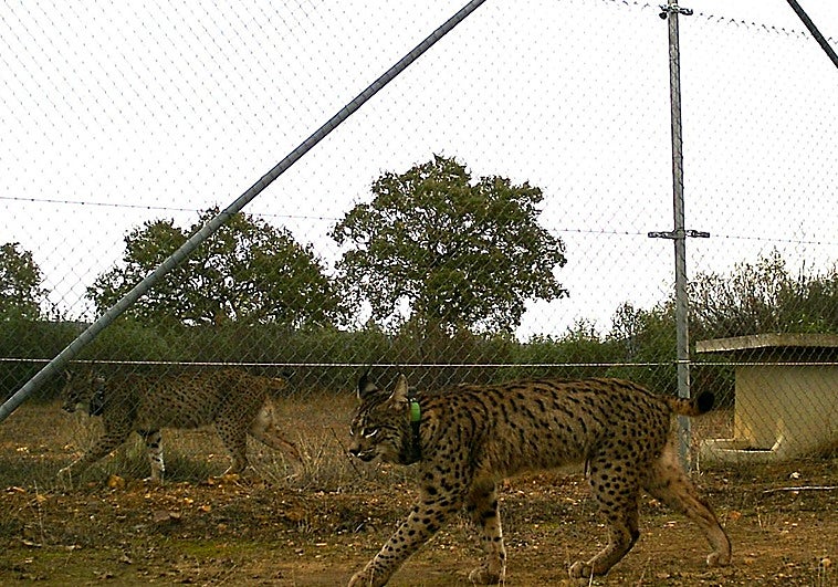Nace la primera camada de linces en el Parque Nacional de Cabañeros