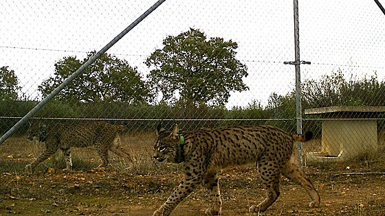 Nace la primera camada de linces en el Parque Nacional de Cabañeros